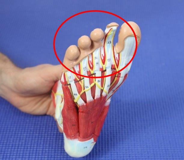 Middle Toe Pain [Causes, Symptoms & Best Home Treatment]